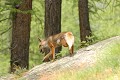 <center>Le terrier est en contre-bas, sous cet énorme rocher. <br>Impossible pour moi de voir ce qui se passe quand le père arrive. 
 mâle renard de dos 